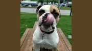 Kingston Springs Animal Hospital