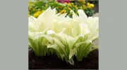 Wisconsin Landscaping & Garden Center