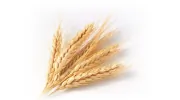 Harvest Counseling Group