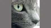 Abbott Road Animal Hospital