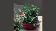 Plattsburgh Flower Market