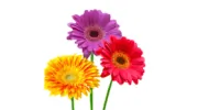 Dentistry Blossom