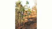 Ellis Landscape Services