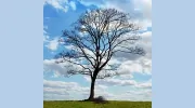 Bluebird Psychotherapy
