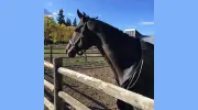 RockMeadow Equestrian Center