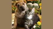 Hillview Animal Hospital & Clinic