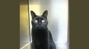 A Pet's Place