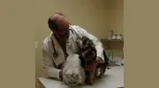 Towne Center Animal Hospital