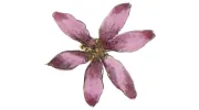 Painted Petals Nails & Spa