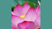 Healing & Recovery Arts