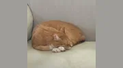 Brooklyn Veterinary Hospital