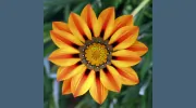 Dave Johnson Landscape Architect