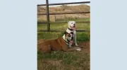 High Plains Animal Hospital