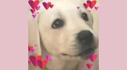 Animal Hospital & Clinic of Arlington