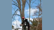 Duke Tree Care