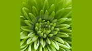 Bethesda Garden Design