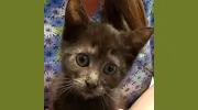 Roanoke Island Animal Clinic