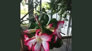 Palm City Massage Therapy