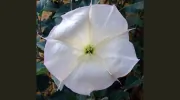 Datura Therapeutic Day Spa