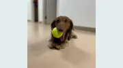 Albin Animal Hospital