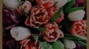 Lydia's Flowers