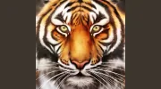 Glass Tiger Tinting