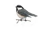 Chickadee Web Design