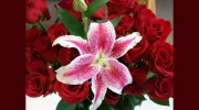 Alsaker Floral