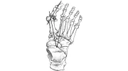 Wasatch Foot & Ankle Center: Spence Harper, DPM