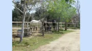 Rancho Rio Equestrian Center