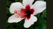 Maui Acupuncture and Healing