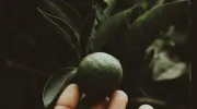 BellaDonna Herbs