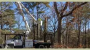 Zamora Tree Service
