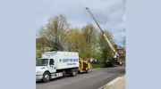 County Tree Service