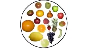 Michele Jacobson Nutrition