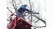 Southern Maryland Fellers Tree Service