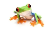 Tree Frog Softwash