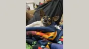 Blue Cross Veterinary Clinic