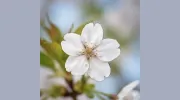 White Sakuras