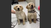 Confederate Ridge Animal Hospital