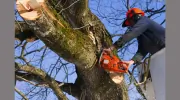 Bargain Tree Service