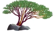 Manzanita Insurance Agency