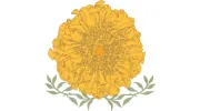 Marigold Flower Co