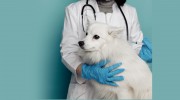 American Animal Hospital