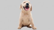 Embassy Lakes Animal Hospital
