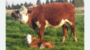 Farm and Family Veterinary Clinics