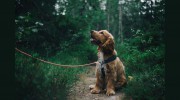 River Trails Animal Hospital