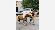 High & Mighty Therapeutic Riding & Driving Center