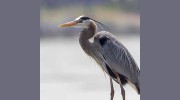 Blue Heron Carpet Cleaning