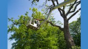 Hickory Tree Service